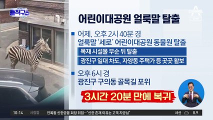 [핫플]동물원 탈출한 얼룩말, 대낮 서울 도심 질주