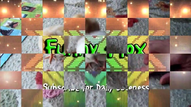 Funny Babies Laughing At Dogs Funny Videos Animals And Babies Funny Baby Chicks Playing