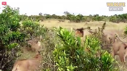 45 Incredible Moments Big Cat Fights For Life - Wildlife Moments