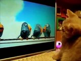 Funny Cats Videos Vines Complications Cute Kitty Try Not To Laugh 2015 HD