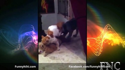 Funny Cats Videos 2015 Funny Cat Funny Animals Funny Cats Compilation