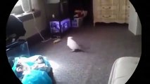 Funny Videos 2015 Funny Cats Video Funny Cat Videos Ever Funny Animals Funny Fails 2015