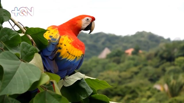 mqn-Recorra con +QN el Parque Nacional Carara qn-Recorra con +QN el Parque Nacional Carara 230323