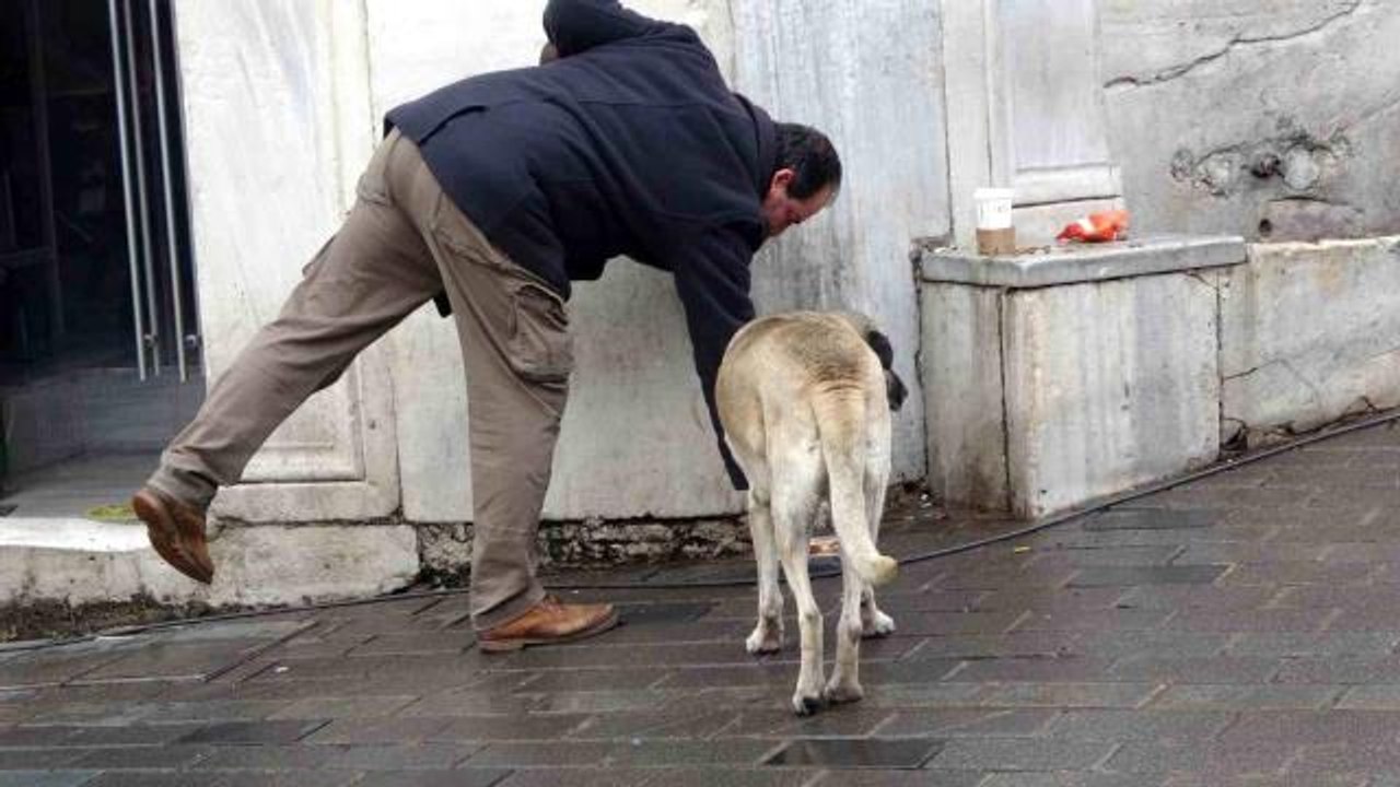 Sokak köpekleri İstiklal Caddesi'ndeki bir lokantanın müdavimi oldu