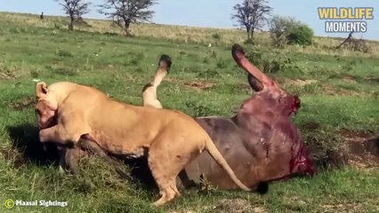 45 Latest Moments Lion Attack Buffalo, Impala, Warthog @swagwildlifemoments