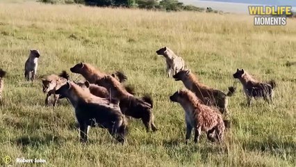 45 Dramatic Moments Lion Vs Wild Dog Fight To Dea.th Caught On Camera