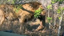 45 Craziest Moments Lion Ki.lls Lion Caught On Camera @swagwildlifemoments