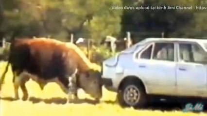 Tổng hợp những khoảnh khắc động vật tấn công ô tô