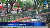 Hombre reacciona y se mueve a un lado tras caída de árbol en Guayaquil
