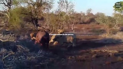 15 Incredible Moments Lion Attacks Giant Prey - Wild Animals World