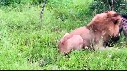 15 Epic Moments Lion Vs Hyena You've Never Seen Before - Wild Animals World