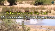 15 Craziest Big Cats VS Crocodiles Moments You've Never Seen - Wildlife Moments