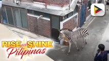 Isang Zebra, tumakas mula sa isang zoo sa Seoul sa South Korea