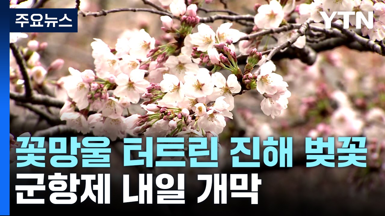 꽃망울 터트린 진해 벚꽃...'4년 만의 군항제' 내일 개막 / YTN