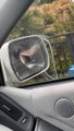 Bird Attacks Its Reflection in Car's Side-View Mirror