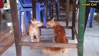 Cats Fighting and Meowing - These Two are Bloody Brothers - Viral Cat