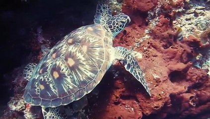 Ancient Galapagos tortoise makes slow trip through mudhole
