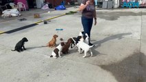 Puppies Galore