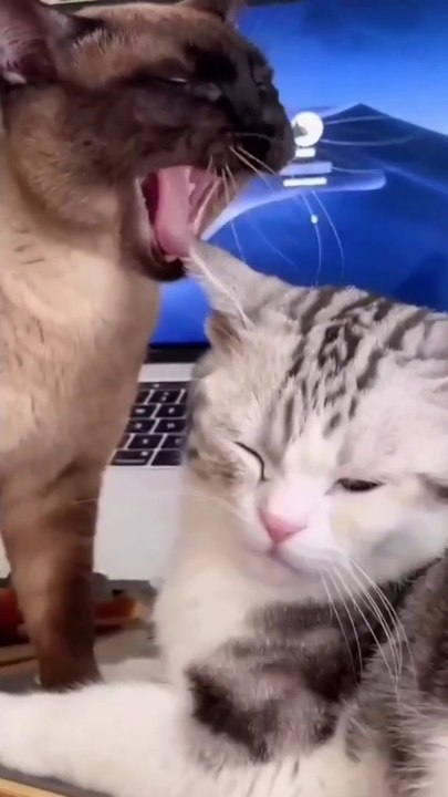 Funny cat and dog | cute moments for dog | beautiful baby animals