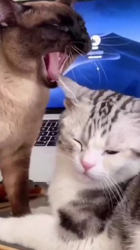 Funny cat and dog | cute moments for dog | beautiful baby animals