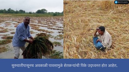 Rain Update: हवामान खात्याकडून चिंता वाढवणारी बातमी, राज्यावर पुन्हा अवकाळी पावसाचे संकट