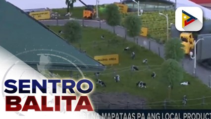Pamahalaan, target na mapataas pa ang local production ng gatas sa bansa sa pagdiriwang ng 28th anniversary ng NDA
