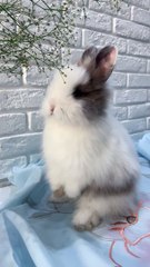 Watch this Adorable Rabbit Munching on Delicious Greenery