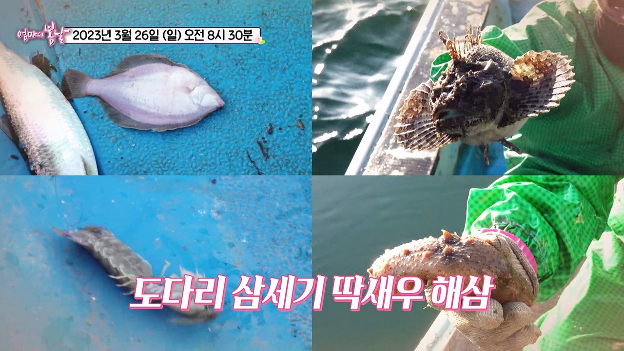 도다리 부부의 너는 내 운명_엄마의 봄날 393회 예고 TV CHOSUN 230326 방송