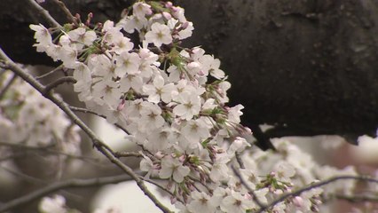 진해 군항제 내일 개막...상춘객 북적이는 벚꽃길 / YTN