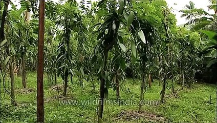 Vanilla _ one of the most expensive spices in the world