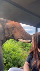 Turistas em safari inspecionados por elefante