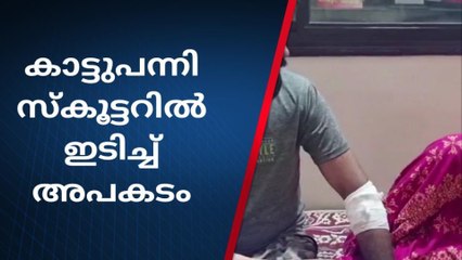 കാട്ടുപന്നി ആക്രമണം വ്യാപകം; സ്കൂട്ടര്‍ മറിഞ്ഞ് ദമ്പതികള്‍ക്ക് പരിക്ക്