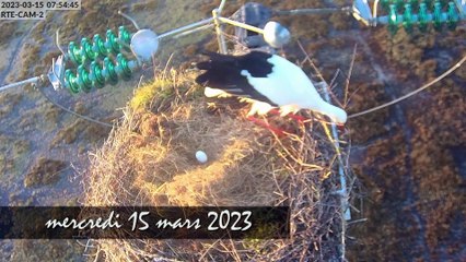 Caméras cigognes 2023 - résumé pontes nid2