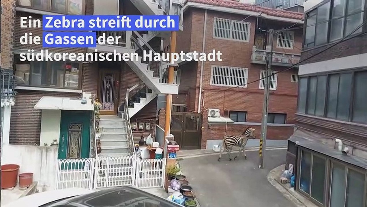 Nach Stadtspaziergang: Zebra in Seoul wieder im Zoo