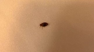 Discovering bed bug infestations early: The underrated clue of bed bug poop  – Dr. Killigan's