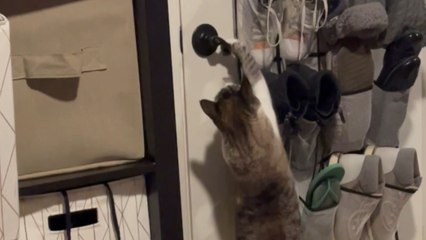 Slick cat doesn't need people opening doors for him