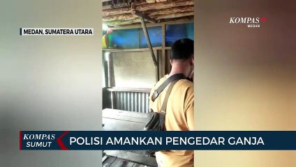 Polisi Tangkap Pengedar Ganja di Belawan Medan