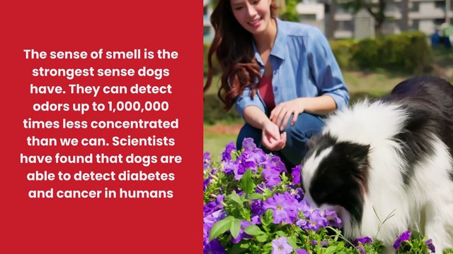 Humans or Dogs? Who has a better ability for perceiving world?