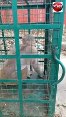 उत्पादी बंदर आए गिरफ्त में, एक महीने में 12 लोगों को शिकार बना चुके
