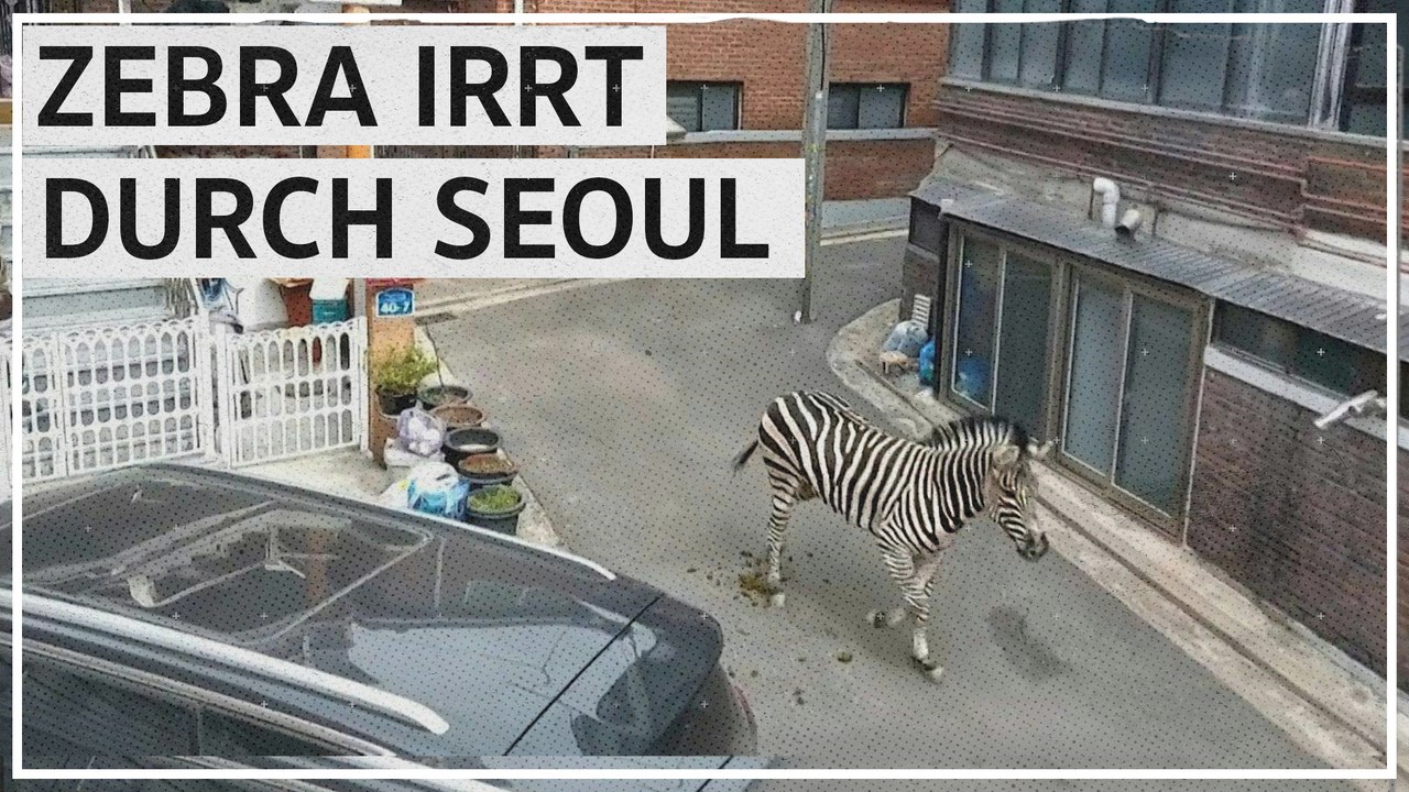 Zebra strawanzt stundenlang durch Seoul und begeistert Internet