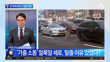 캥거루와 싸우고 가출…‘얼룩말 세로’ 사연 있었네