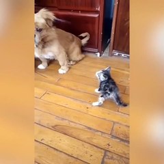 Funniest animals compliation| try not to laugh| funny pets videos 2023