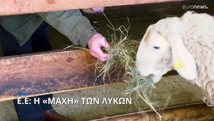 Πόσο κινδυνεύουν οι λύκοι στην Ευρώπη; Αιτήματα για αναθεώρηση του καθεστώτος προστασίας