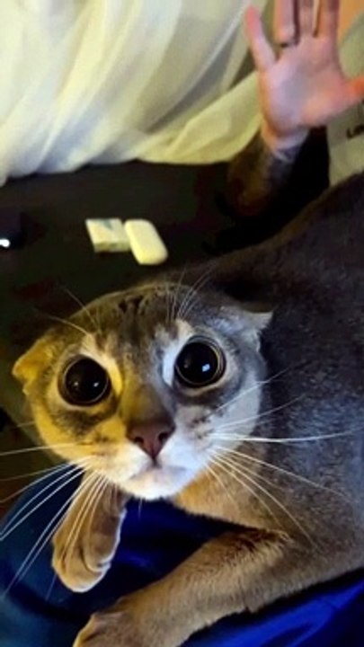 Scaredy Cat Unsettled by Bunny Mask