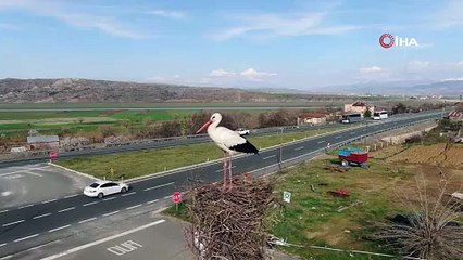 Baharın müjdecisi leylekler yuvalarına döndü