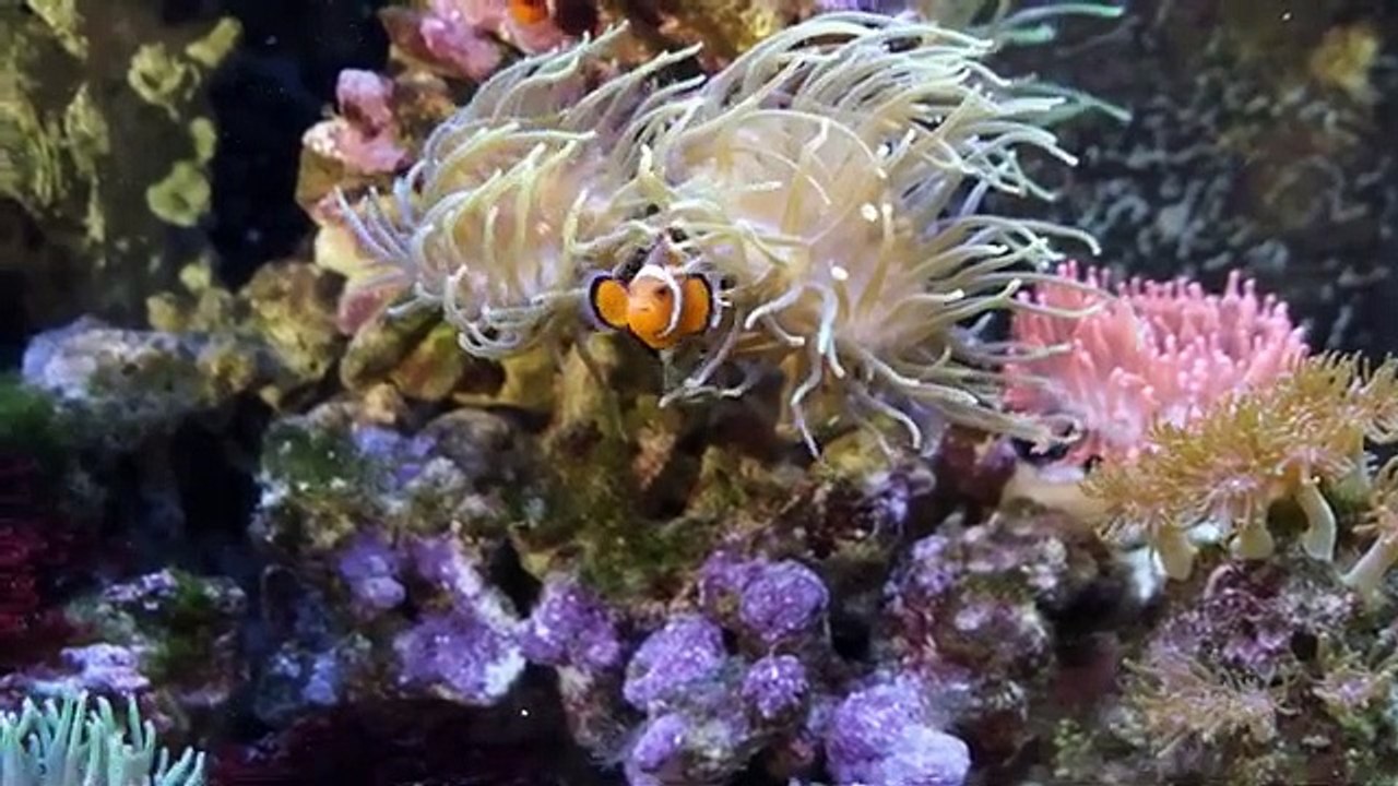 fish