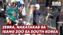 Zebra, nakatakas sa isang zoo sa South Korea | GMA News Feed
