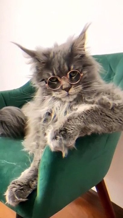 Smart cat funny video | very cute cat | beautiful amazing cat