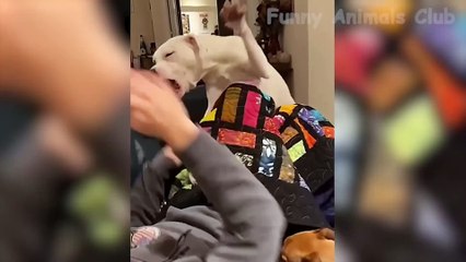 Funniest Animal Videos - Funny Cats and Crazy Dogs Videos 2023! #1