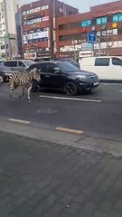 Zebra escapa de zoo e passeia "durante horas" em ruas sul-coreanas